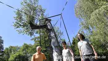 Stützgerüst für morsche Pappel - Süddeutsche Zeitung