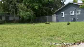 Arrests Made in Coconut Grove Vacant Lot Fraud Scheme