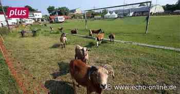 Im ESV Bischofsheim herrscht Aufbruchstimmung - Echo Online