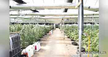 Millions in illegal cannabis seized by police at Niagara Region grow-op