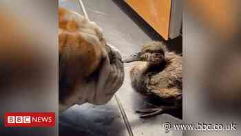 Boris and Doris: Dog and duckling forge unlikely friendship