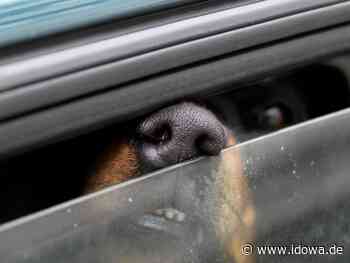 Landshut - Frau sperrt Hund bei praller Sonne im Auto ein - idowa
