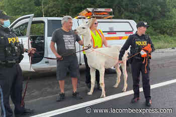 VIDEO: Llama on the loose near Ontario highway reunited with owners - Lacombe Express