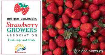 Buy and U-Pick BC Strawberries