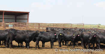 Dairy producers find new value streams for calf crops