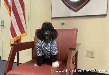 Meet Jamaica, Houston ISD Police Department's first-ever comfort dog - Houston Chronicle
