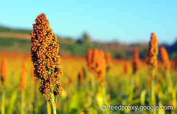 How Tiny Soil Organisms Could Help Farmers Adapt to Climate Change