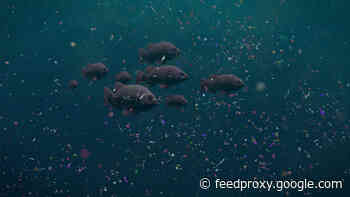 Deep Ocean Pollution: The Unseen Plastic Problem