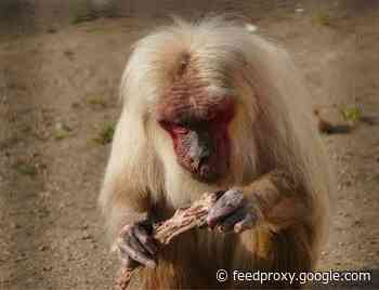 The Grisly, Diverse World of Meat-Eating Primates