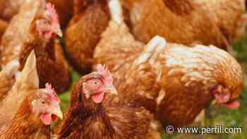 Cada vez más empresas argentinas compran huevos de gallinas libres de jaulas - Perfil.com