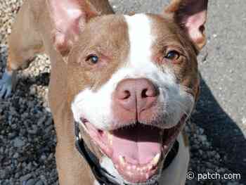 Pet Of The Week: Let Bruno Steal Your Heart - Patch.com