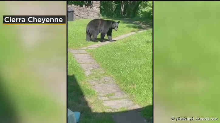 ‘There’s A Literal Bear In Our Backyard:’ Black Bear Spotted Roaming Penn Borough Neighborhood