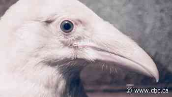 Rare blue-eyed, white raven fights for survival in Vancouver Island wildlife recovery centre