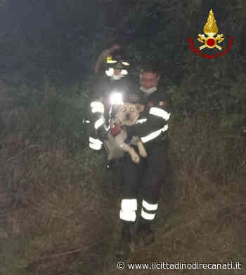 Matelica, cane intrappolato tra gli arbusti liberato dai VVF - Il Cittadino di Recanati