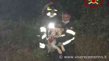 Matelica: i vigili del fuoco recuperano un cane - Vivere Camerino