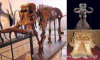 Dwarf elephant evolved from one of the largest ever land mammals, study says