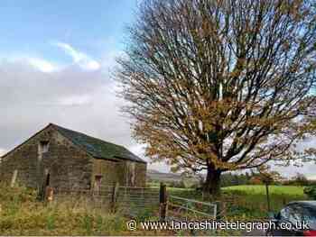 Turton Sycamore tree to be protected