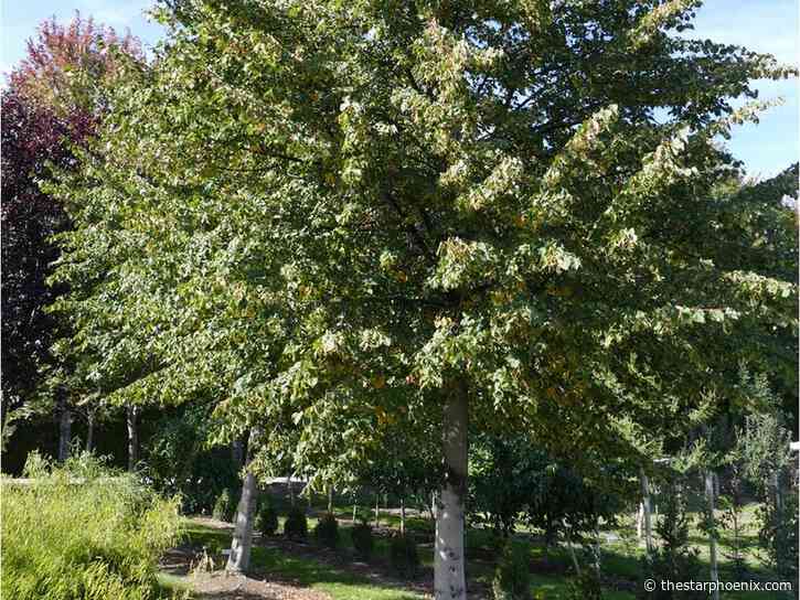 Gardening: New and underused deciduous trees, part two