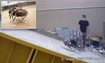'Spacebok' is a four-legged robot that is set to be the first powered vehicle to WALK on Mars 