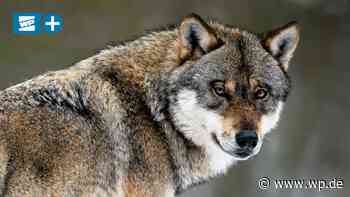 Marsberg jetzt Pufferzone für den Wolf – Das sind die Folgen - Westfalenpost