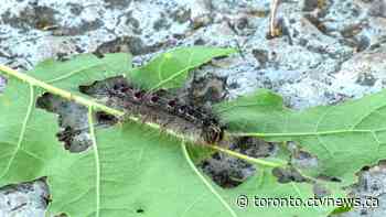 Toronto dealing with 'unprecedented' number of gypsy moth caterpillars this year