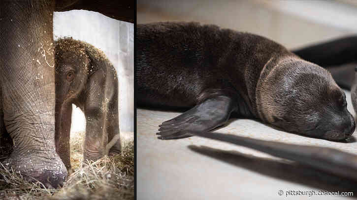 Columbus Zoo Welcomes Baby Elephant, Baby Sea Lion Born Hours Apart
