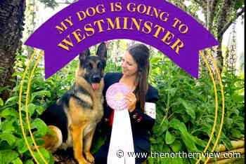 BC breeder earns two top honours at Westminster dog show – Prince Rupert Northern View - The Northern View