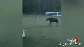 Moose plays tetherball by itself in B.C. family’s backyard