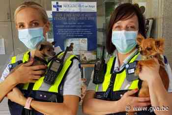 Politie neemt 16 onverzorgde hondjes in beslag in Hoboken (Hoboken) - Gazet van Antwerpen