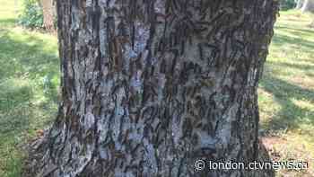 'It's raining poop': Gypsy moth caterpillars infest largest forest left in southwestern Ontario - CTV News London