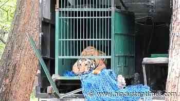 Tiger rescued in Bihar released back into forest reserve, video goes viral - Hindustan Times