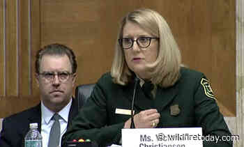 Forest Service Chief calls for treating two to four times more hazardous fuels acres - Wildfire Today