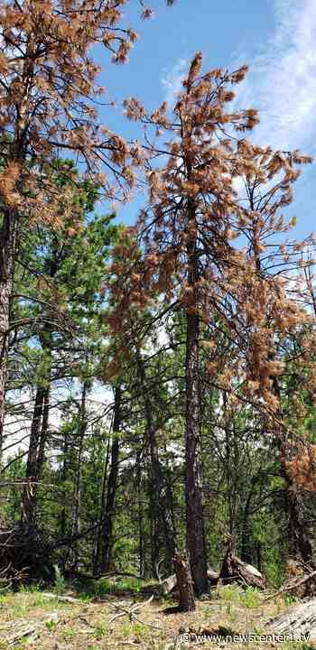 Forest Service clear up reasons for brown, red pine trees around the Black Hills - KNBN NewsCenter1 - Newscenter1.tv