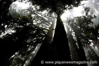 Opinion: It’s a time of transition - Pique Newsmagazine