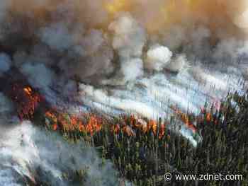 Mission critical: How to map a forest - ZDNet