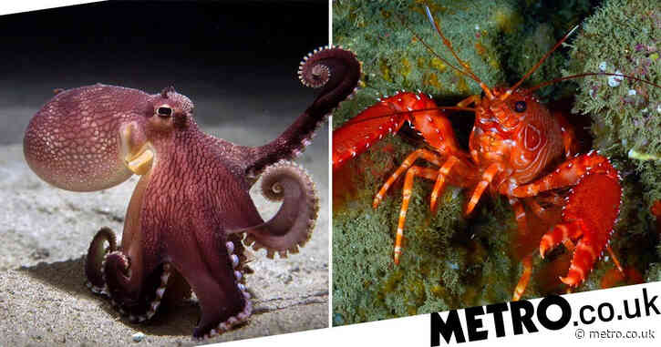 ‘Octopuses and lobsters have feelings and are sentient’, MPs argue