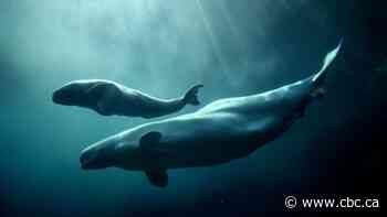 Connecticut aquarium to auction off chance to rename 3 beluga whales moved from Marineland