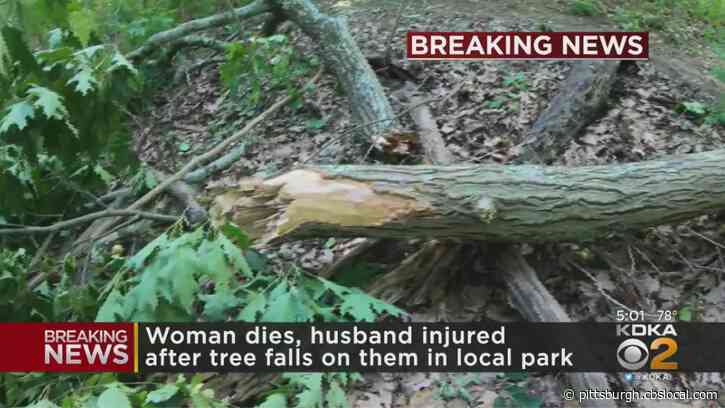 Fallen Tree Branch Hits And Kills Woman In Upper St. Clair Park, Husband Left Injured