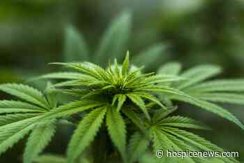 Hospices Work to Navigate Patients' Use of Medical Cannabis - Hospice News