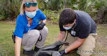 The time the flamingo fell and other stories: My medical school rotation at Zoo Miami - FIU News