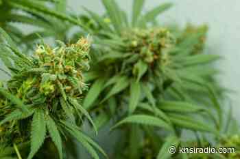 Minnesota Medical Marijuana Patients Seek Gun Rights - KNSI
