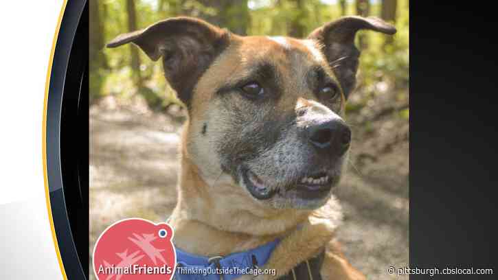 Furry Tails: Parker Is Waiting For His Forever Home