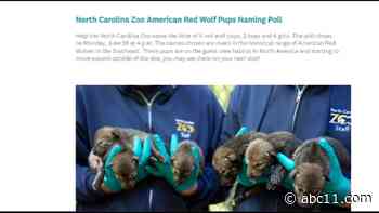 Help name first litter of red wolf pups born in public exhibit at NC Zoo in more than 20 years