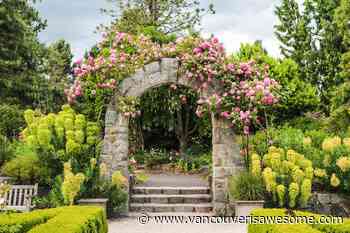 Where to find rose gardens in bloom in Vancouver, BC - Vancouver Is Awesome