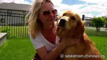 Love before first sight, Saskatoon woman adopts rescue dog from China