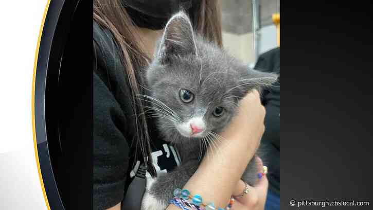 Rostraver Township First Responders Rescue Kitten Stuck In Storm Drain For 1 Day