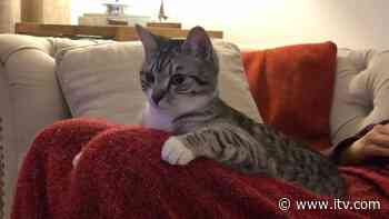 Owner wants answers as cat died after eating food recalled over disease fears; ITV News - ITV News