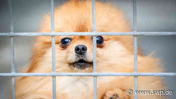 Tierheim Ulm: Tragödie mit Welpen geht weiter: Müssen sie zurück ins Tierheim? - SWP
