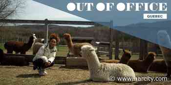 Back Country Cycling & Alpacas In Sutton, QC | Out Of Office - Narcity