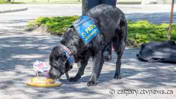 Calgary victim assistance dog, Hawk, retires from duty - CTV Toronto